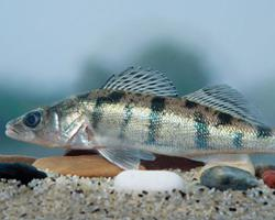 Foto: Volga pikeperch