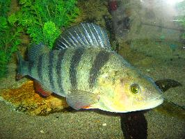 Foto: European perch