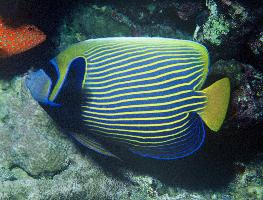 Foto: Emperor angelfish