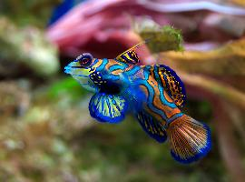 Foto: Mandarinfish