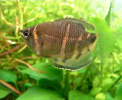 Foto: Chocolate gourami