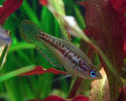 Foto: Pygmy gourami