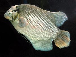 Foto: Giant gourami