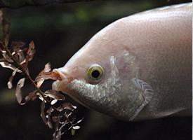 Foto: Kissing gouramis