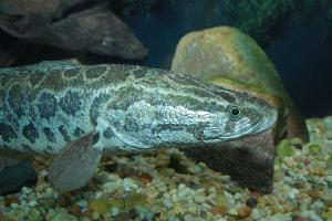 Foto: Northern snakehead