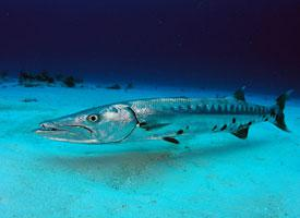 Foto: Great barracuda