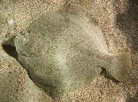 Foto: Turbot