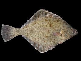 Foto: European flounder