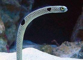 Foto: Spotted garden eel