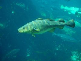 Foto: Atlantic cod