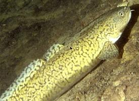 Foto: Burbot