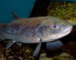 Foto: River trout