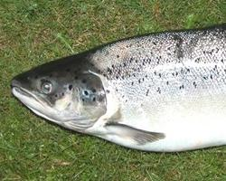 Foto: Sea trout