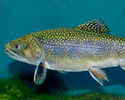 Foto: Brook trout