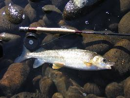 Foto: Mountain whitefish