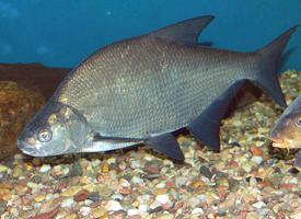 Foto: Common bream