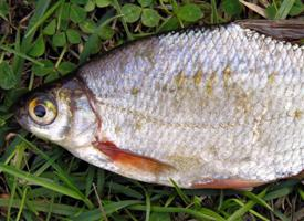 Foto: White bream