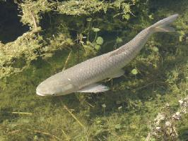 Foto: Grass carp