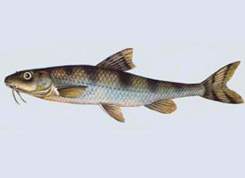 Foto: Danubian longbarbel gudgeon