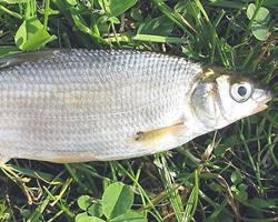 Foto: Vimba bream