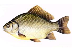 Foto: Crucian carp