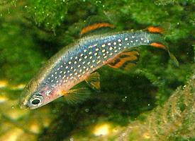 Foto: Celestial pearl danio