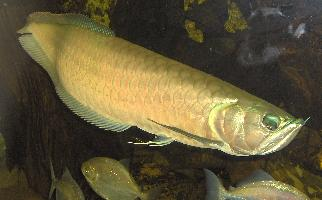 Foto: Silver arowana