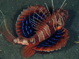 Foto: Blackfoot firefish