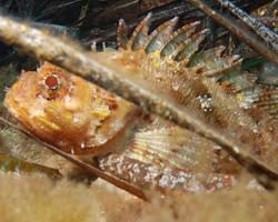 Foto: Black scorpionfish