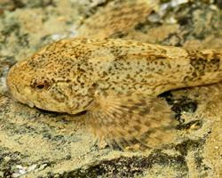 Foto: European bullhead