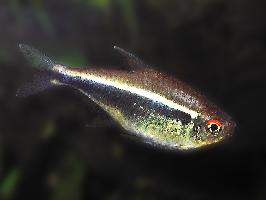 Foto: Black neon tetra