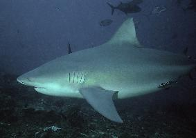 Foto: Bull shark