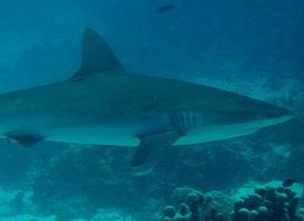 Foto: Grey reef shark