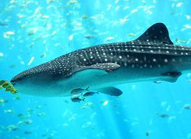 Foto: Whale shark