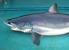 Foto: Shortfin mako