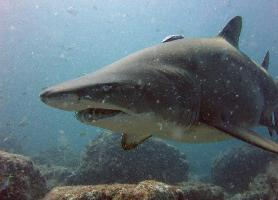 Foto: Sand tiger shark