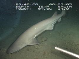 Foto: Bluntnose sixgill shark