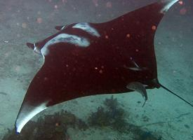 Foto: Giant oceanic manta ray