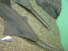 Foto: Smalltooth sawfish