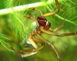 Foto: Diving bell spider