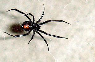 Foto: Southern black widow