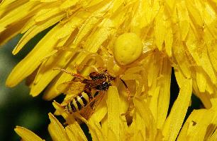 Foto: Goldenrod crab spider