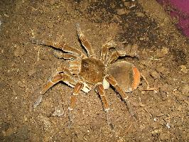 Foto: Goliath birdeater