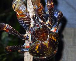 Foto: Coconut crab