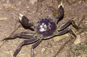 Foto: Chinese mitten crab