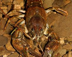 Foto: Stone crayfish