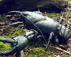 Foto: Tasmanian giant freshwater crayfish