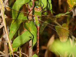 Foto: Green darner