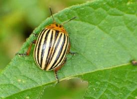 Foto: Colorado potato beetle