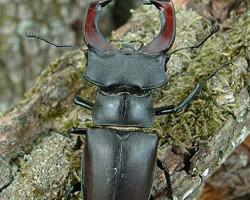 Foto: European stag beetle